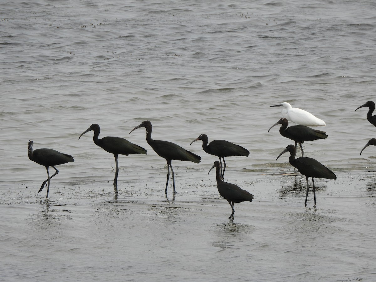 ibis hnědý - ML643224864