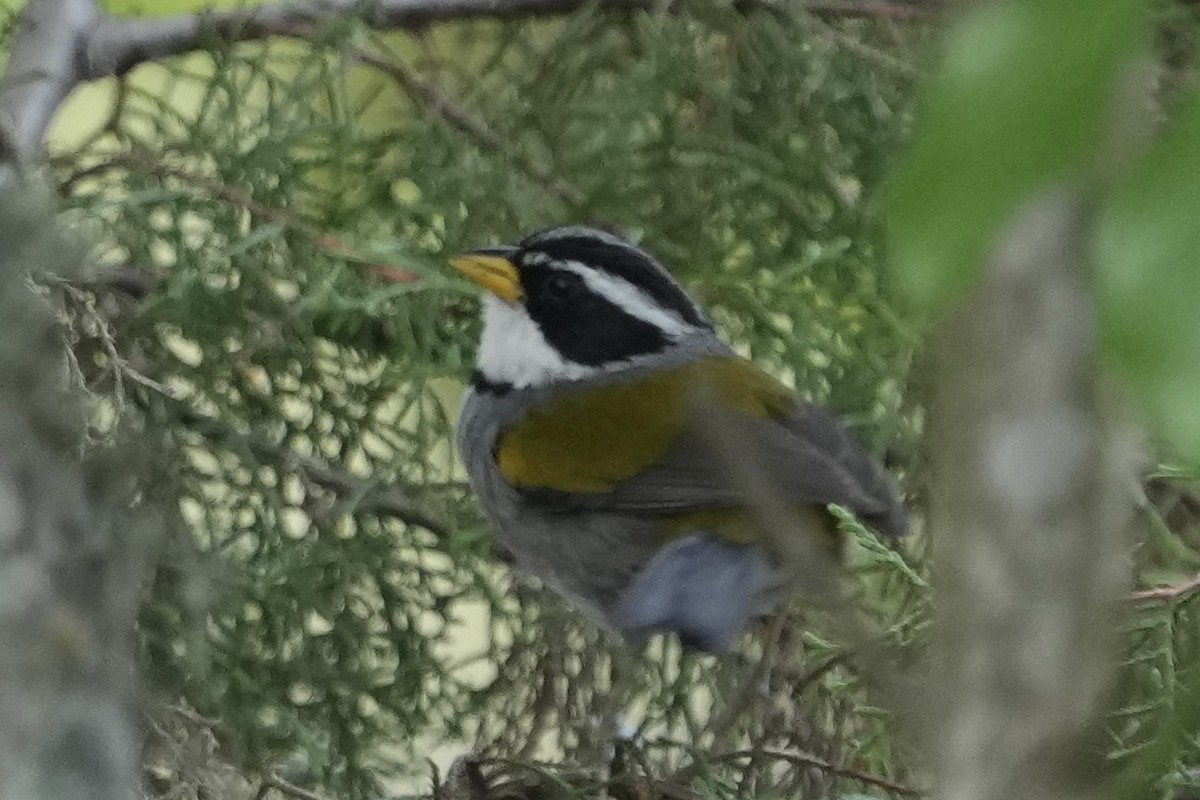 Moss-backed Sparrow - ML643224876