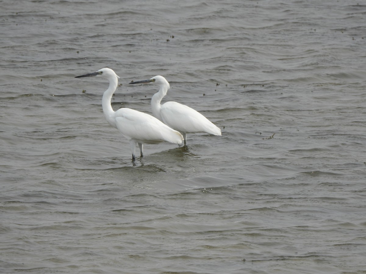 Great Egret - ML643224904
