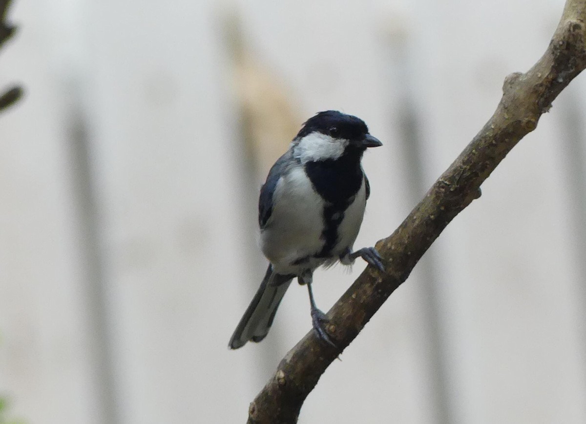 Asian Tit - ML643224920