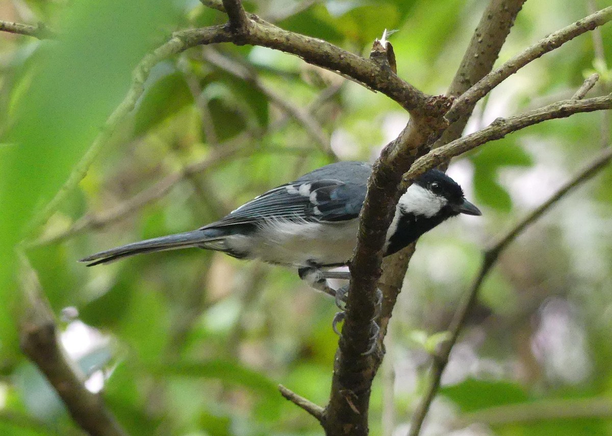 Asian Tit - ML643224921