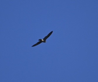 hawk sp. - ML643224944