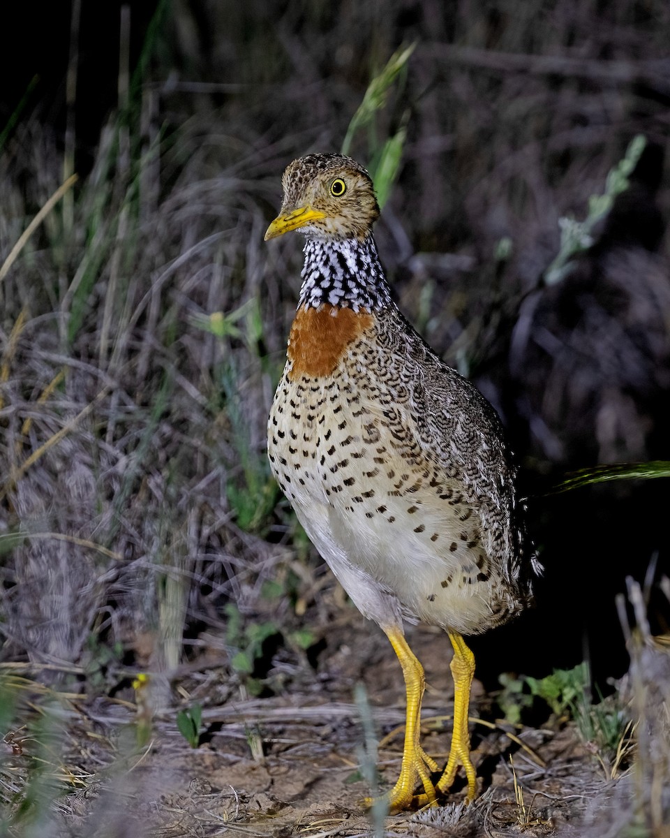 Plains-wanderer - ML643224949