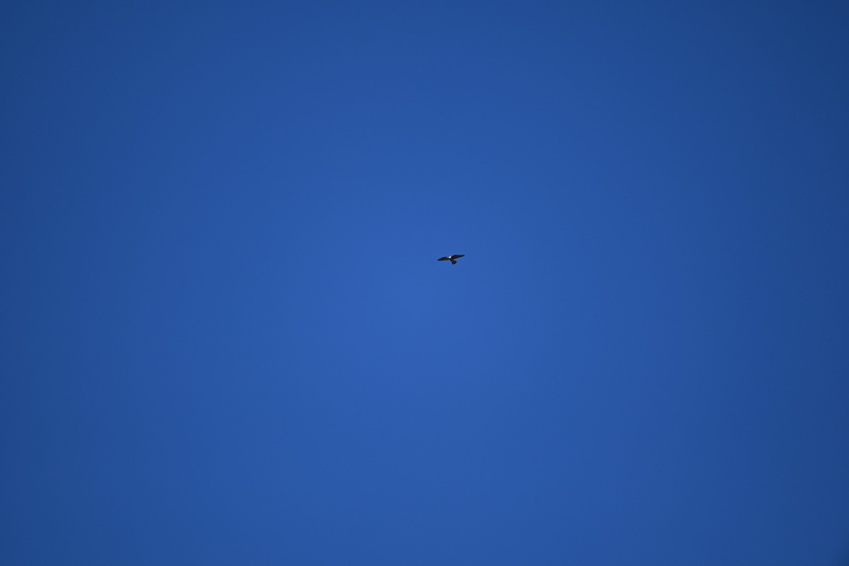 hawk sp. - ML643224950