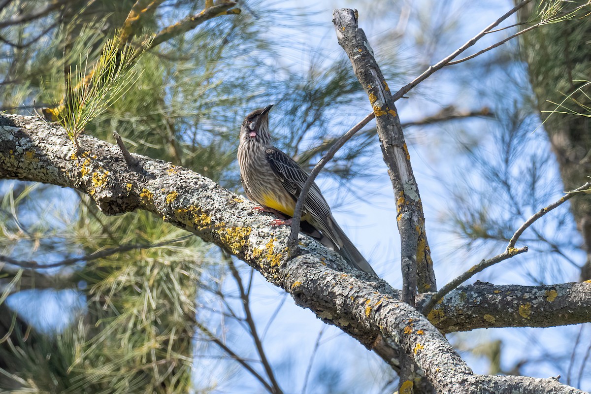 Red Wattlebird - ML643224960