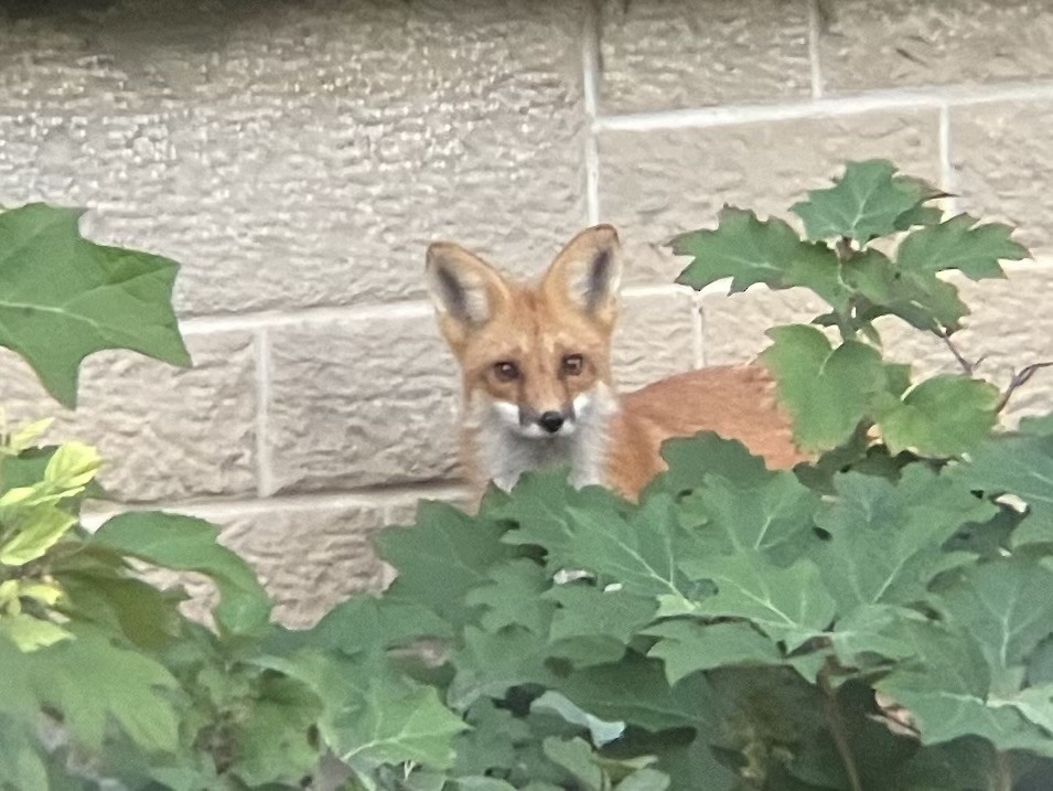 Red Fox - ML643224964