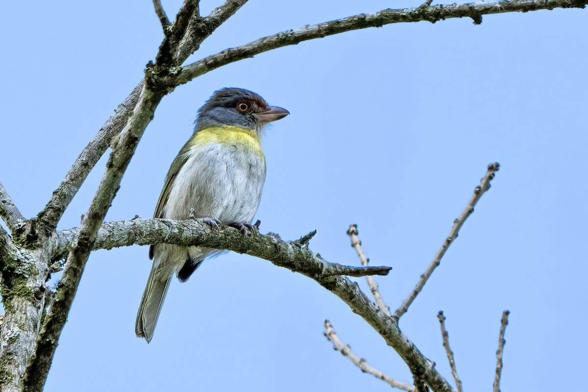 Rufous-browed Peppershrike - ML643224965