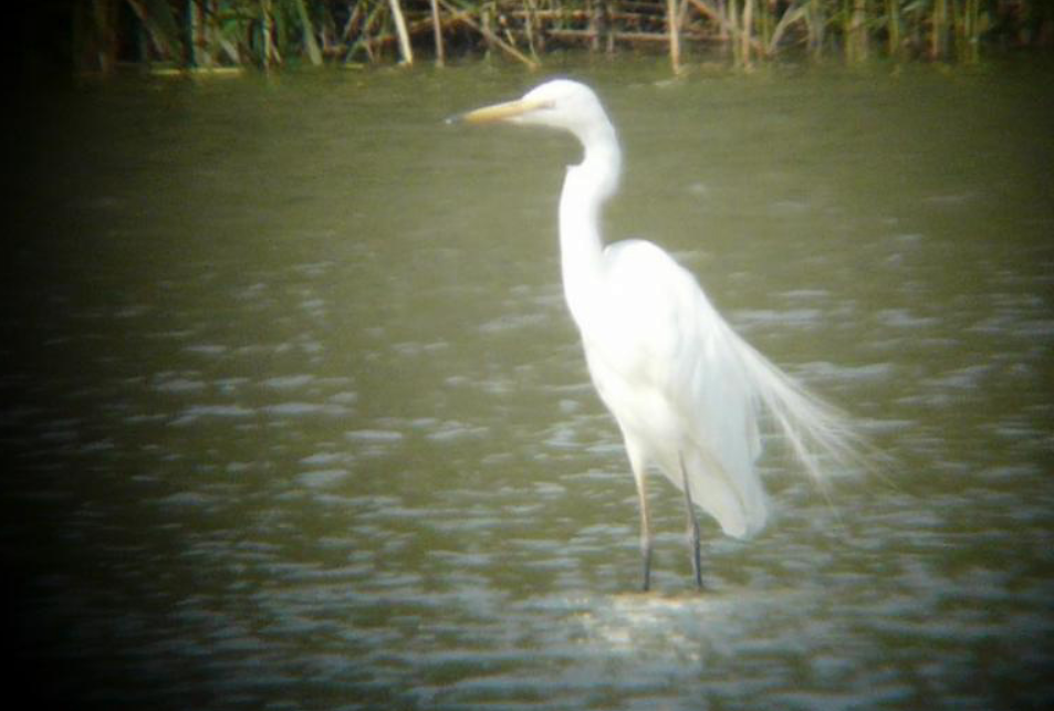 Great Egret - ML643224988