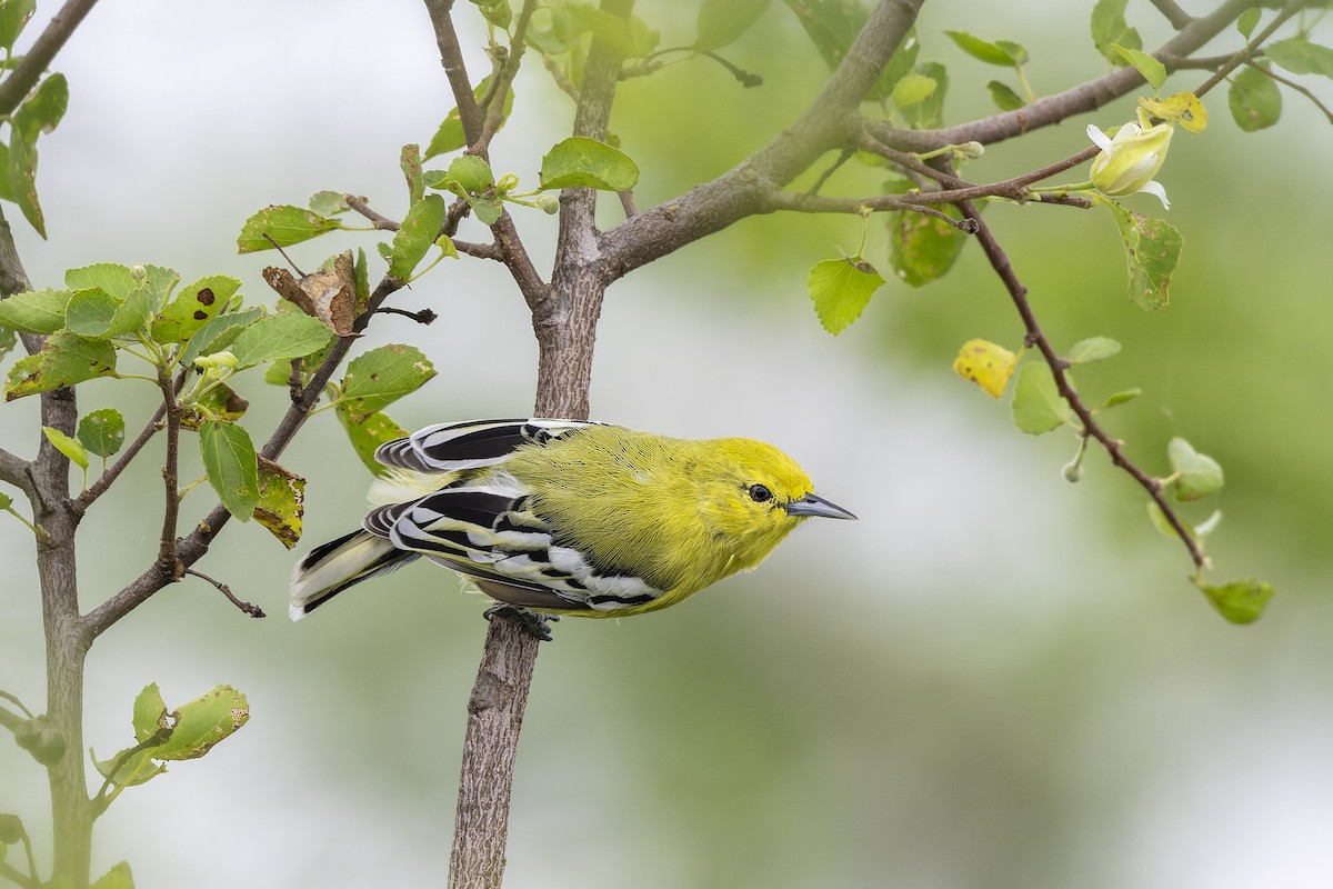 White-tailed Iora - ML643225012