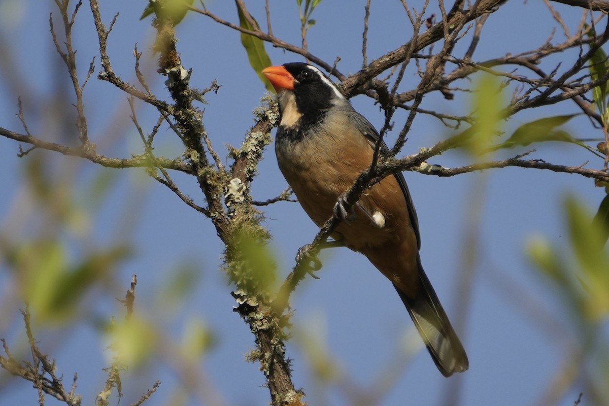 Golden-billed Saltator - ML643225014