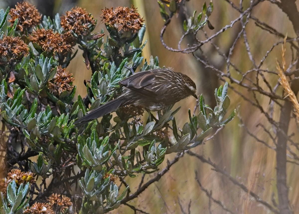 Andean Tit-Spinetail - ML643225016