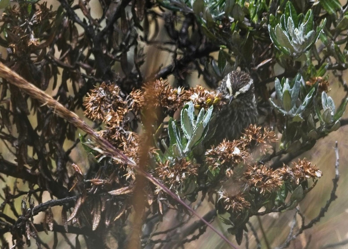 Andean Tit-Spinetail - ML643225017