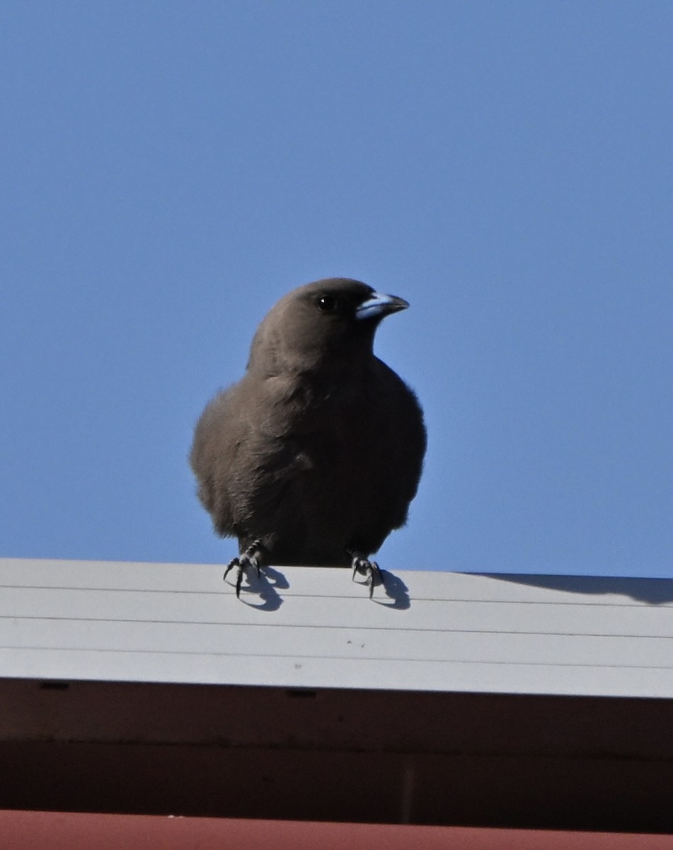 Dusky Woodswallow - ML643225018
