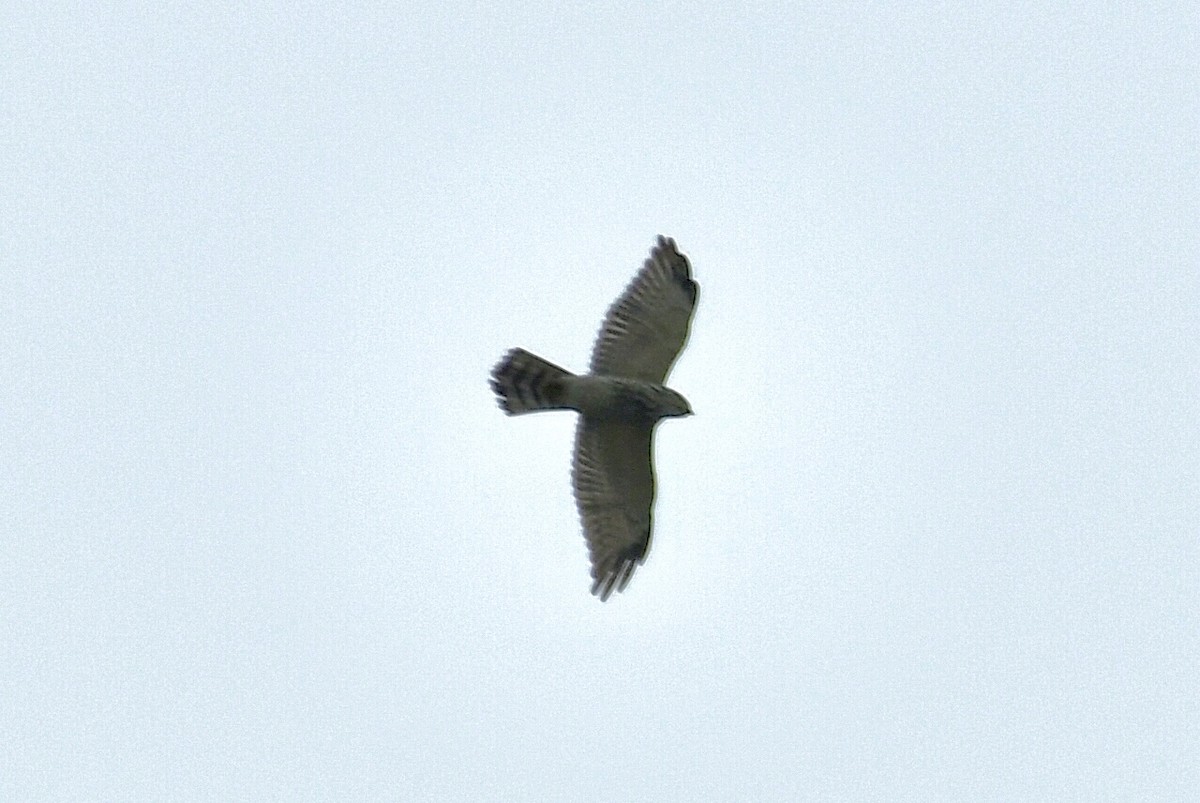 Chinese Sparrowhawk - ML643225019