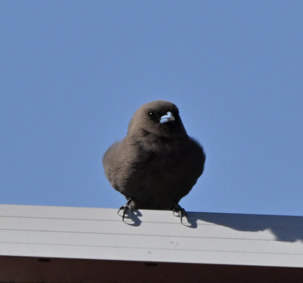 Dusky Woodswallow - ML643225021