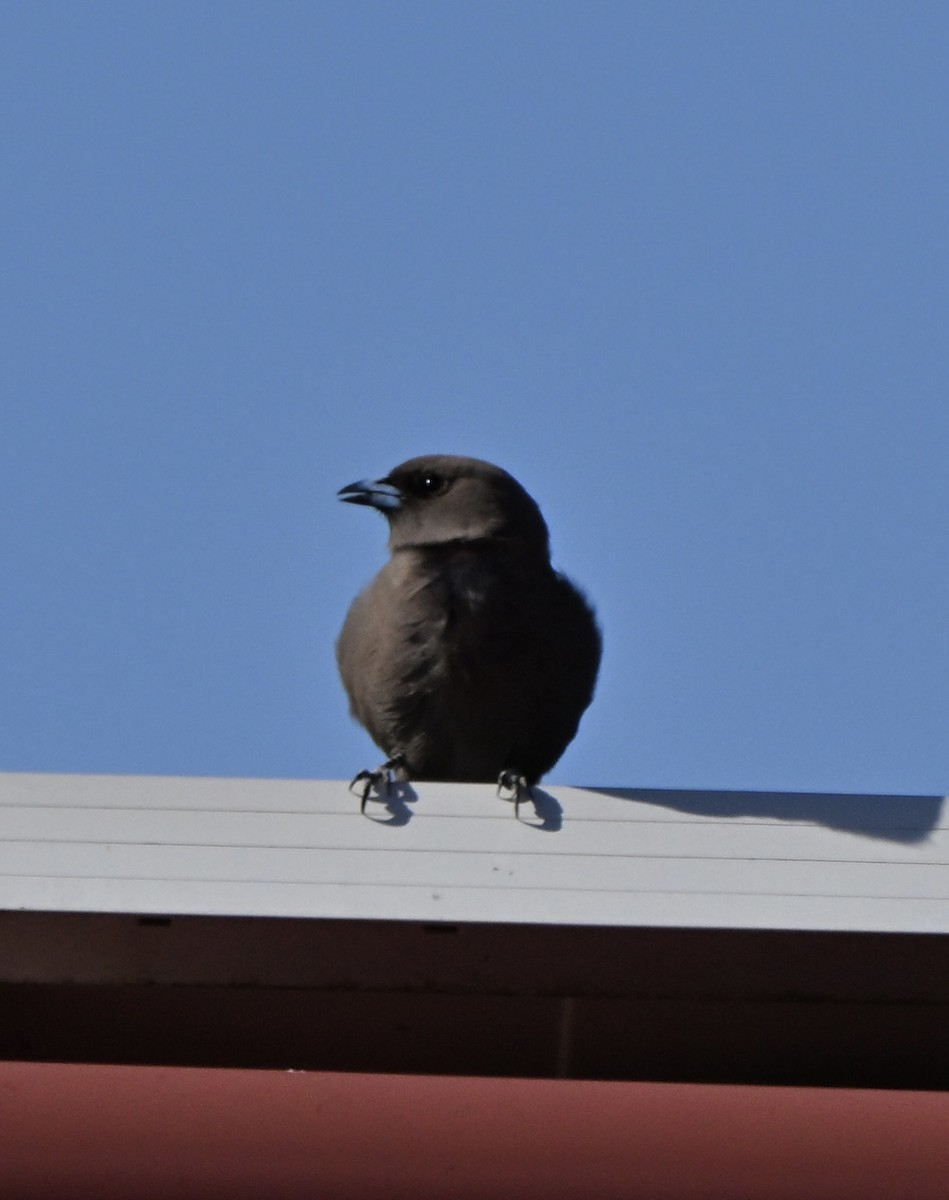 Dusky Woodswallow - ML643225022