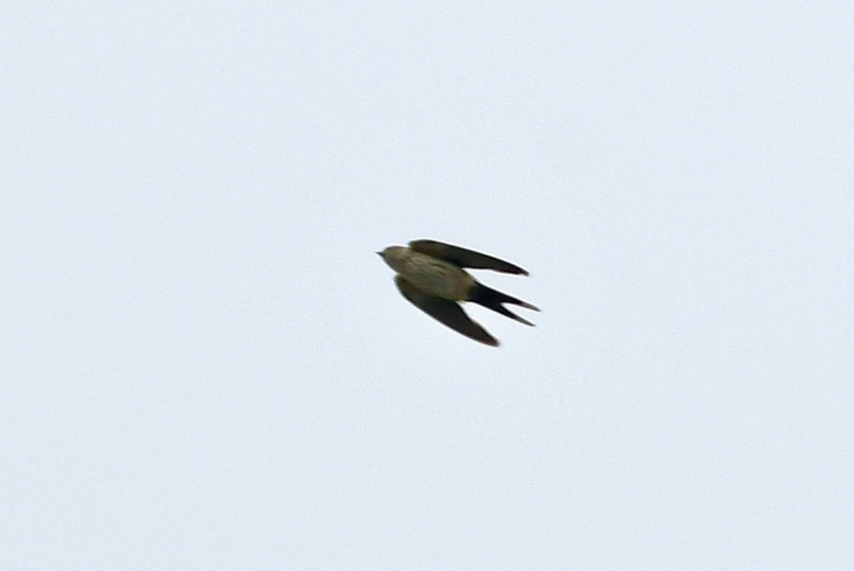 Eastern Red-rumped Swallow (Daurian) - ML643225023