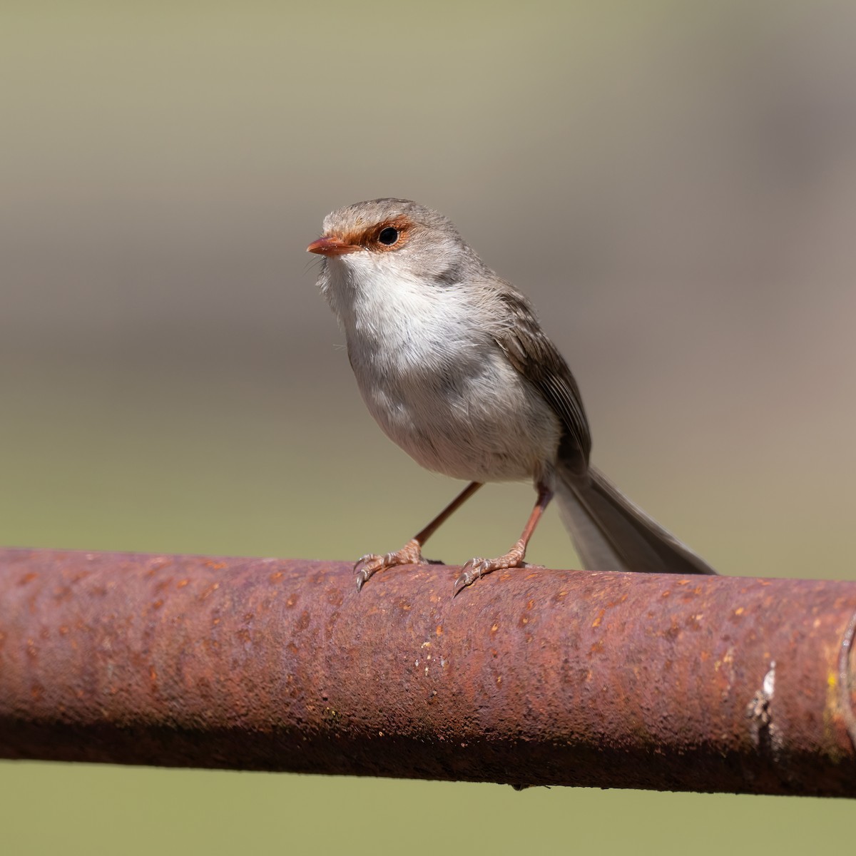 Superb Fairywren - ML643225024