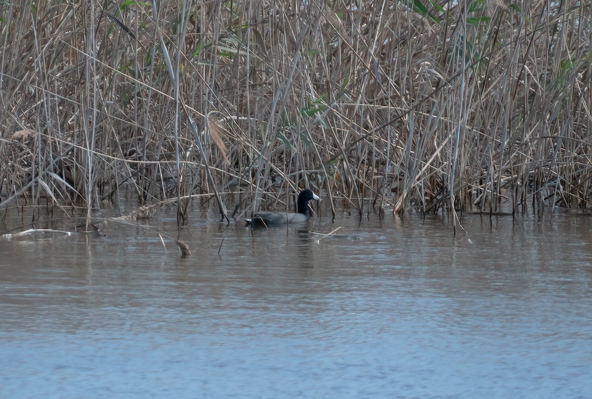 American Coot - ML643225025