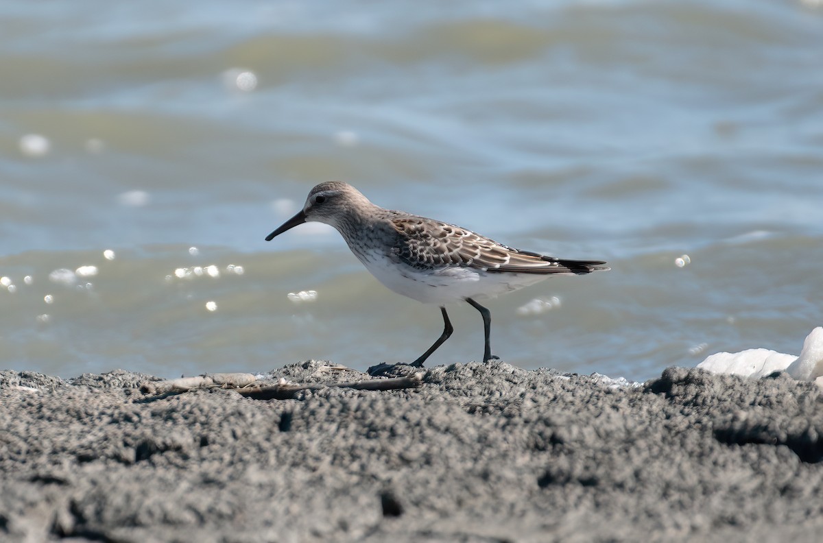 White-rumped Sandpiper - ML643225028