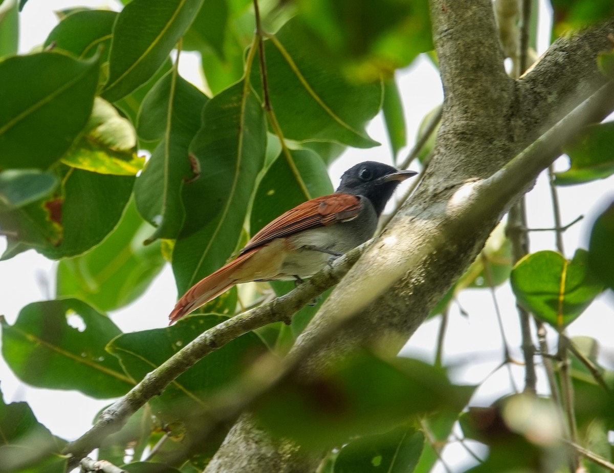 Amur Paradise-Flycatcher - ML643225031