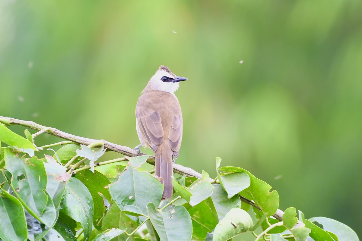 Yellow-vented Bulbul - ML643225032