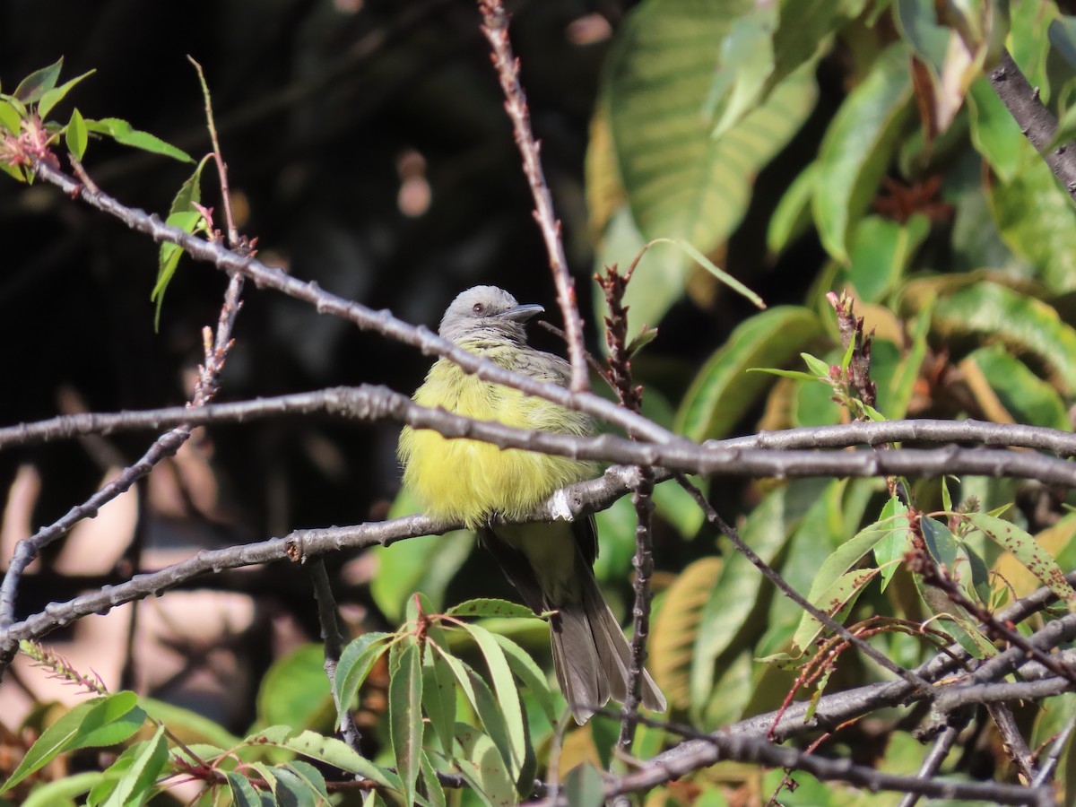 Tropical Kingbird - ML643225033