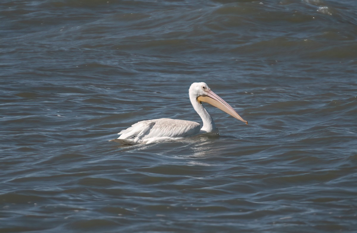 American White Pelican - ML643225034