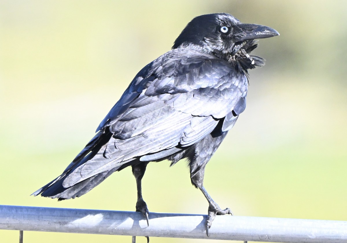 Australian Raven - ML643225038