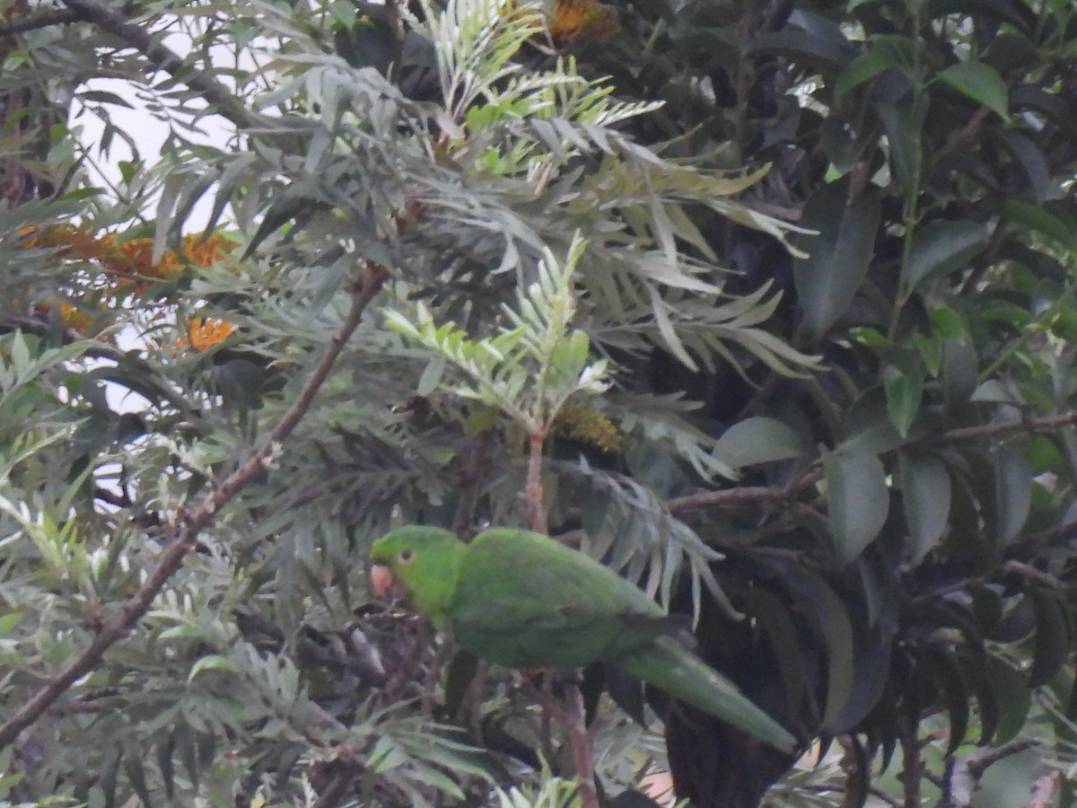 Turquoise-fronted Amazon - ML643225039