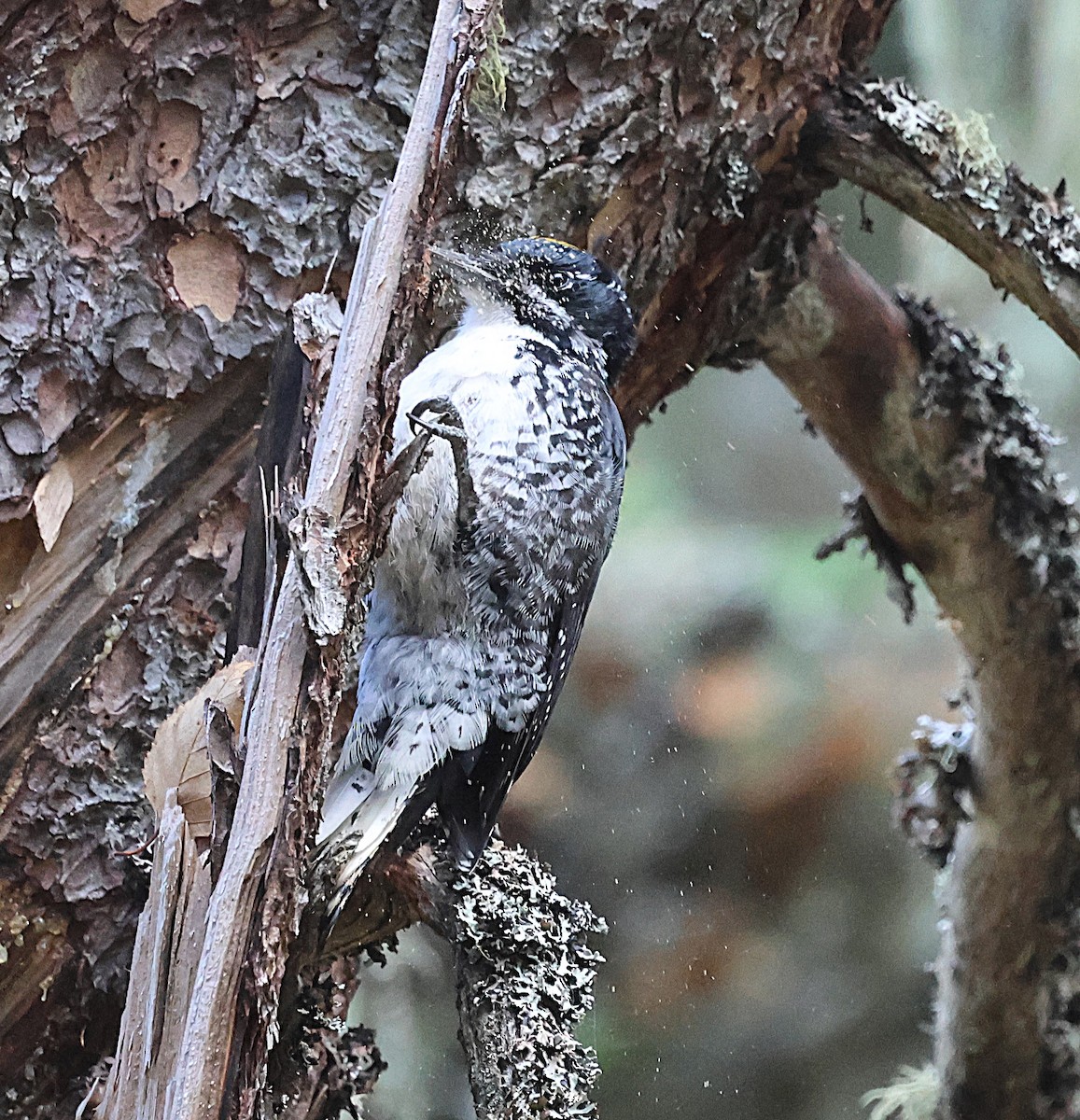 American Three-toed Woodpecker - ML643225040