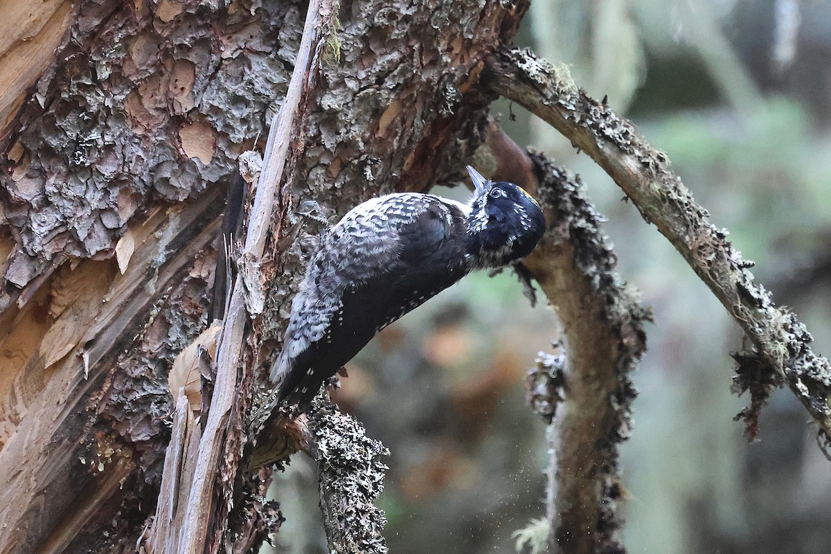 American Three-toed Woodpecker - ML643225041