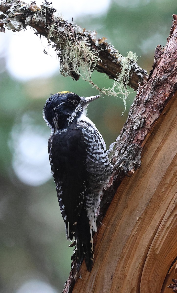 American Three-toed Woodpecker - ML643225043