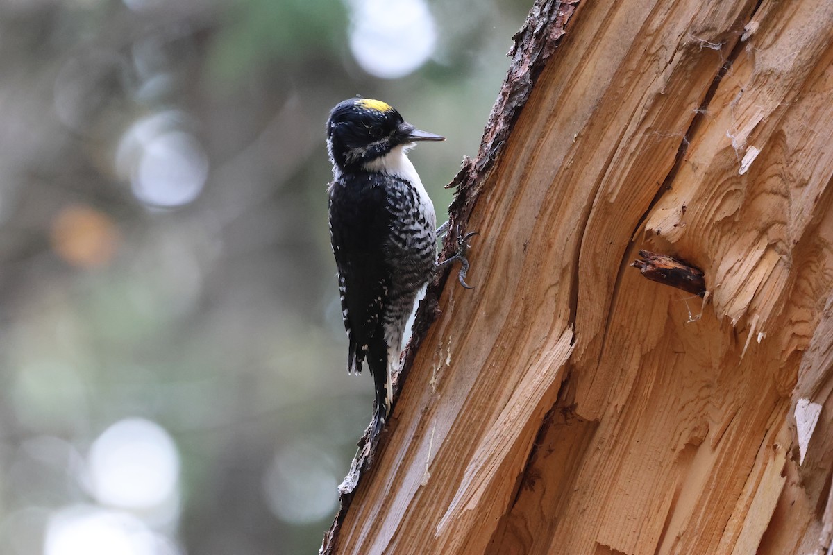 American Three-toed Woodpecker - ML643225045
