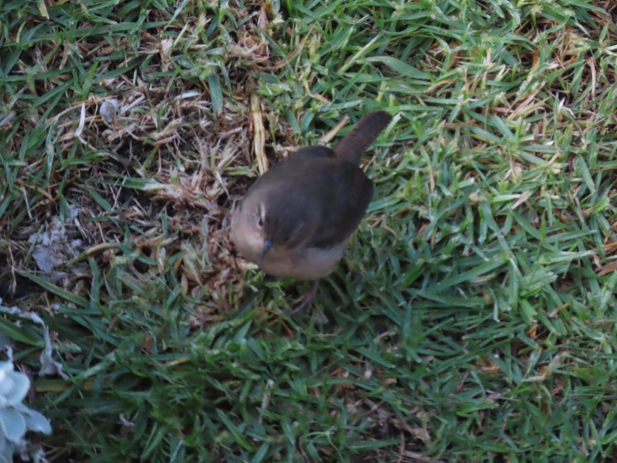 Southern House Wren - ML643225054