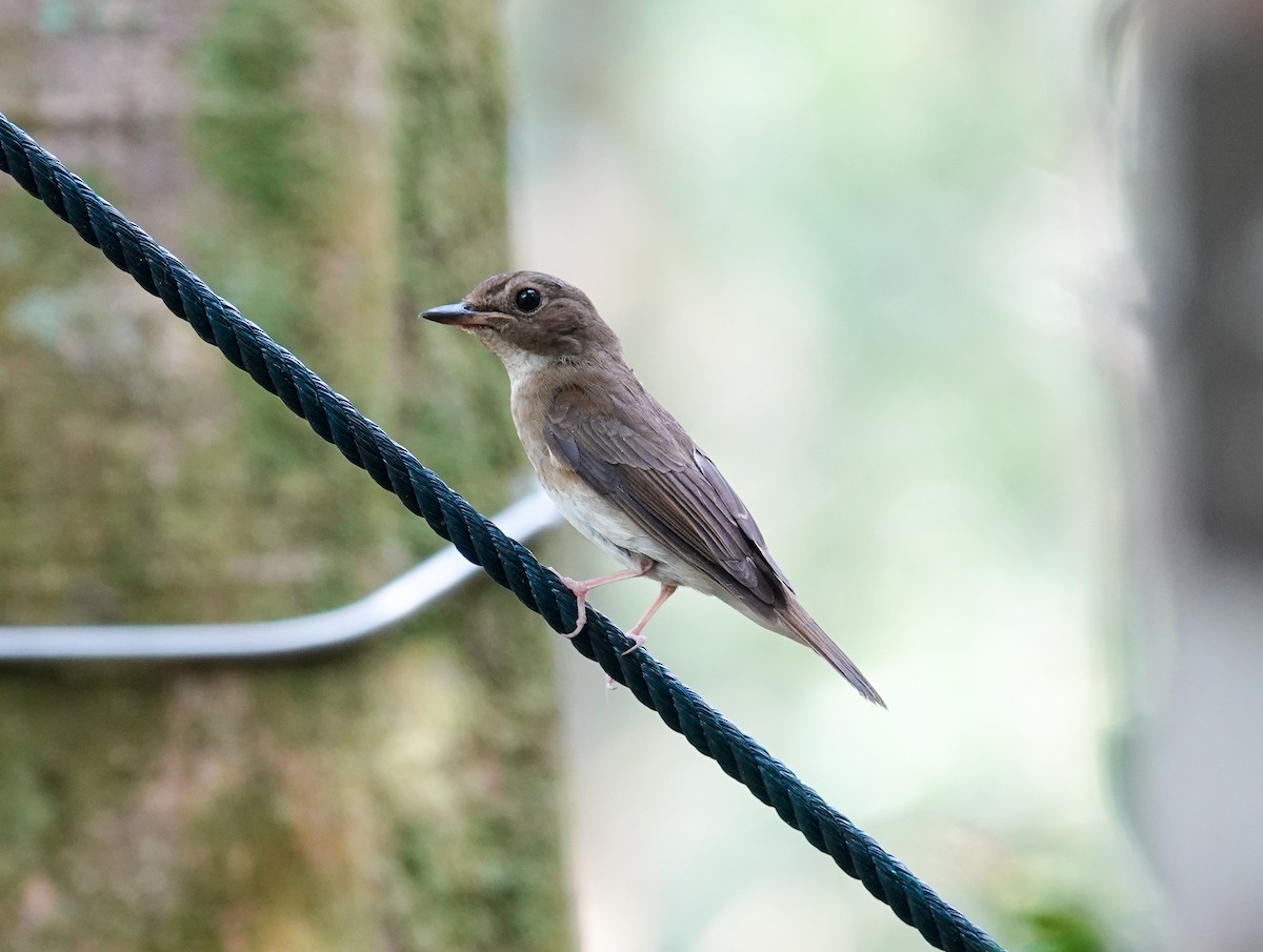 Brown-chested Jungle Flycatcher - ML643225055