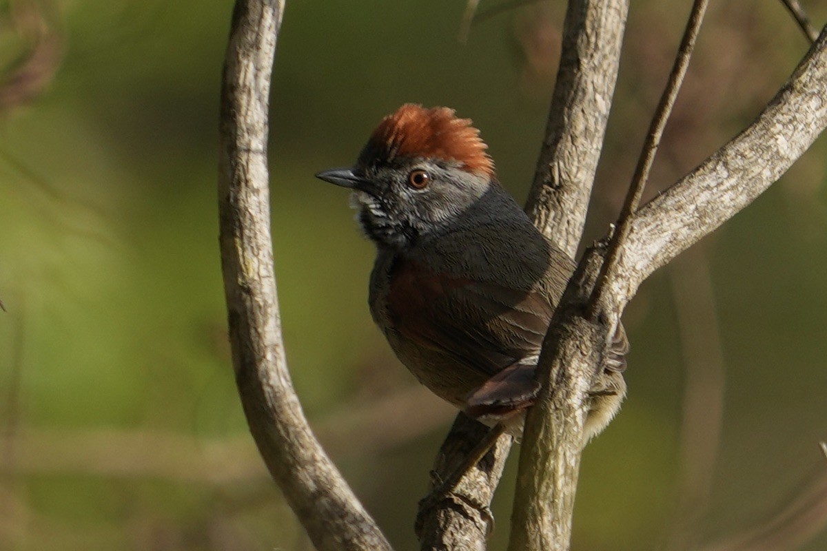 Sooty-fronted Spinetail - ML643225056