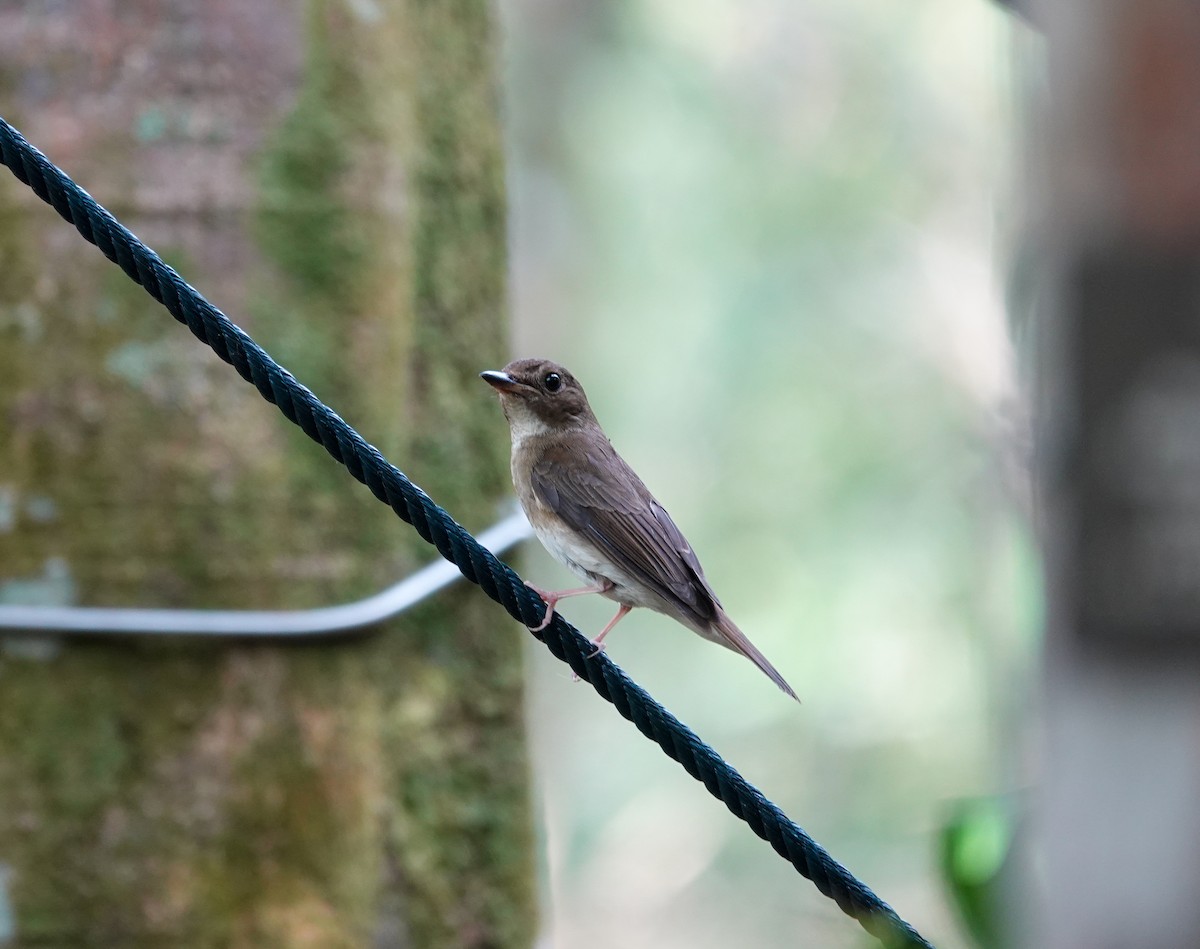 Brown-chested Jungle Flycatcher - ML643225059