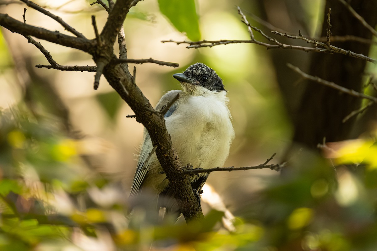 Azure-winged Magpie - ML643225062