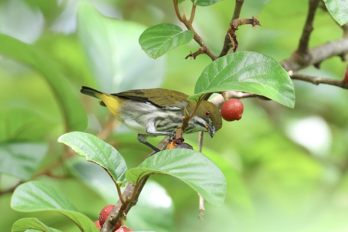 Yellow-vented Flowerpecker - ML643225065