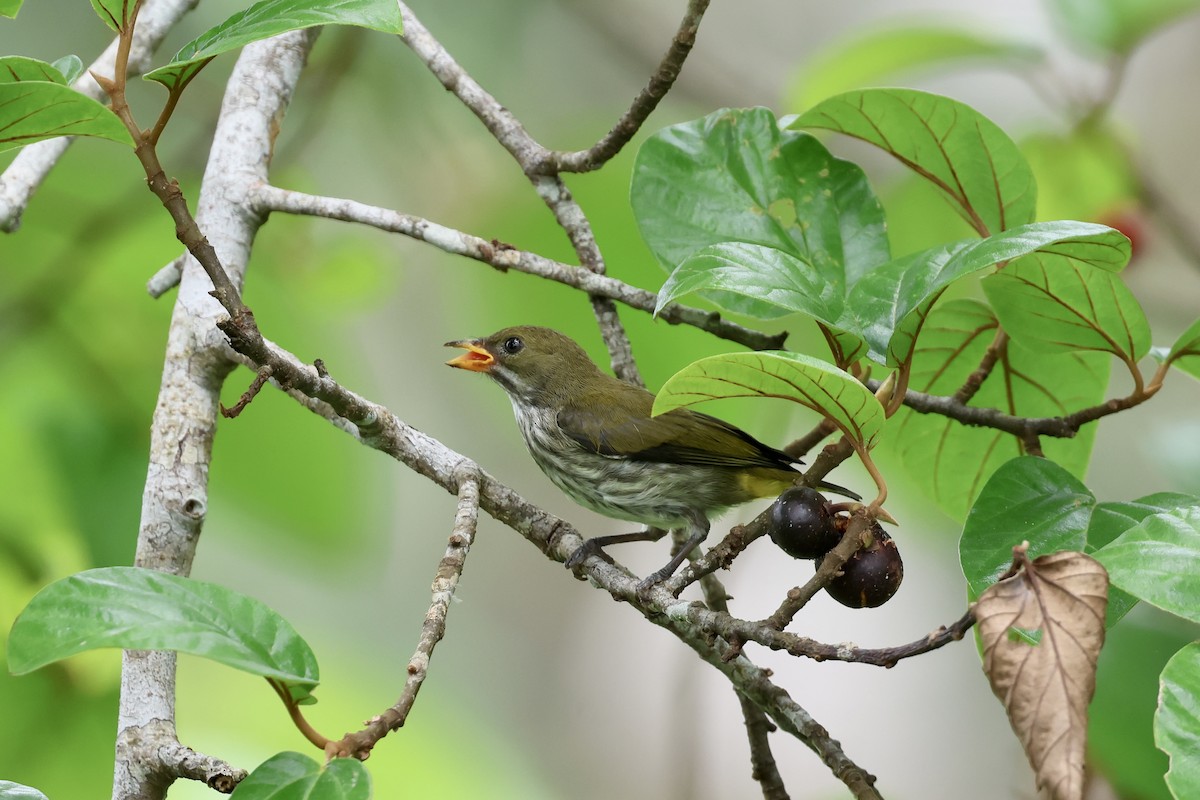 Yellow-vented Flowerpecker - ML643225066