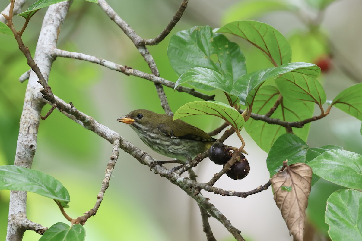 Yellow-vented Flowerpecker - ML643225067