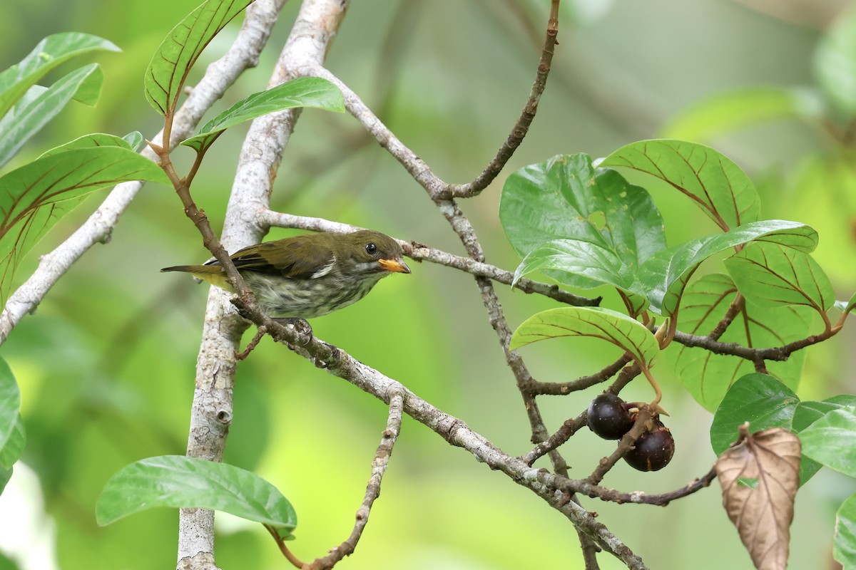 Yellow-vented Flowerpecker - ML643225069