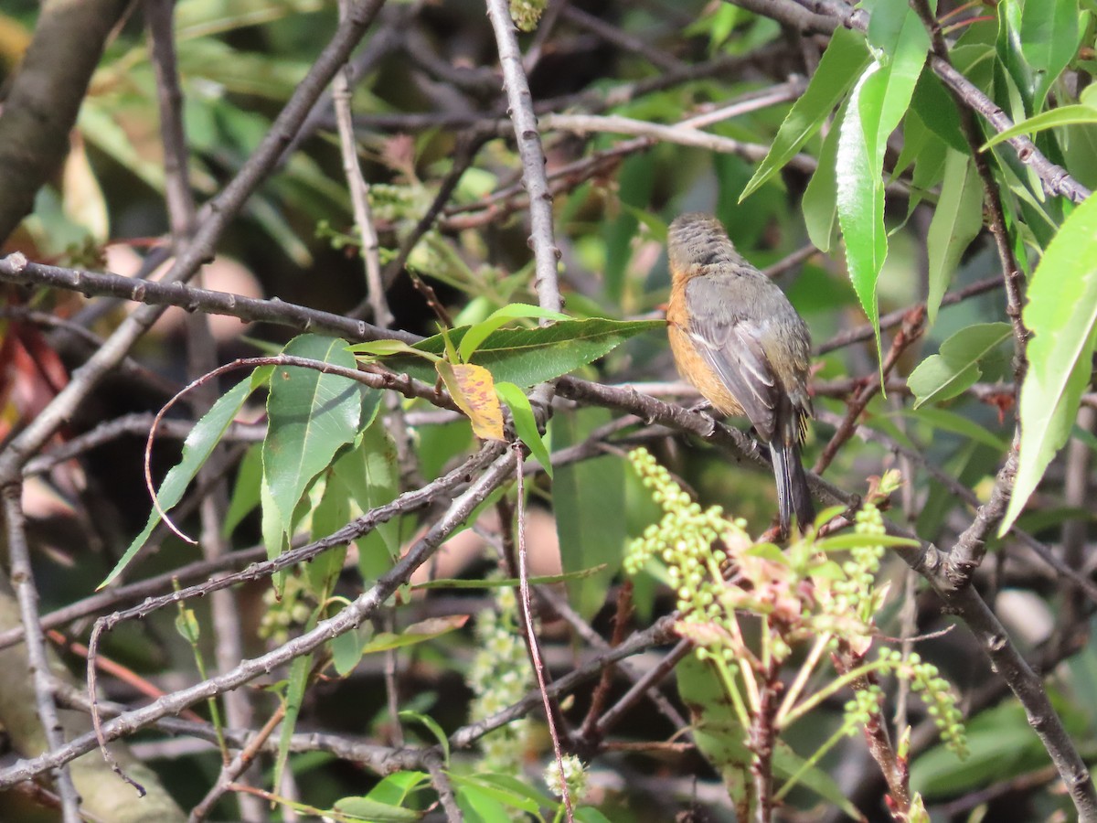 Rufous-browed Conebill - ML643225079