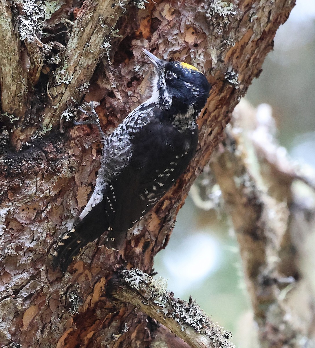 American Three-toed Woodpecker - ML643225085
