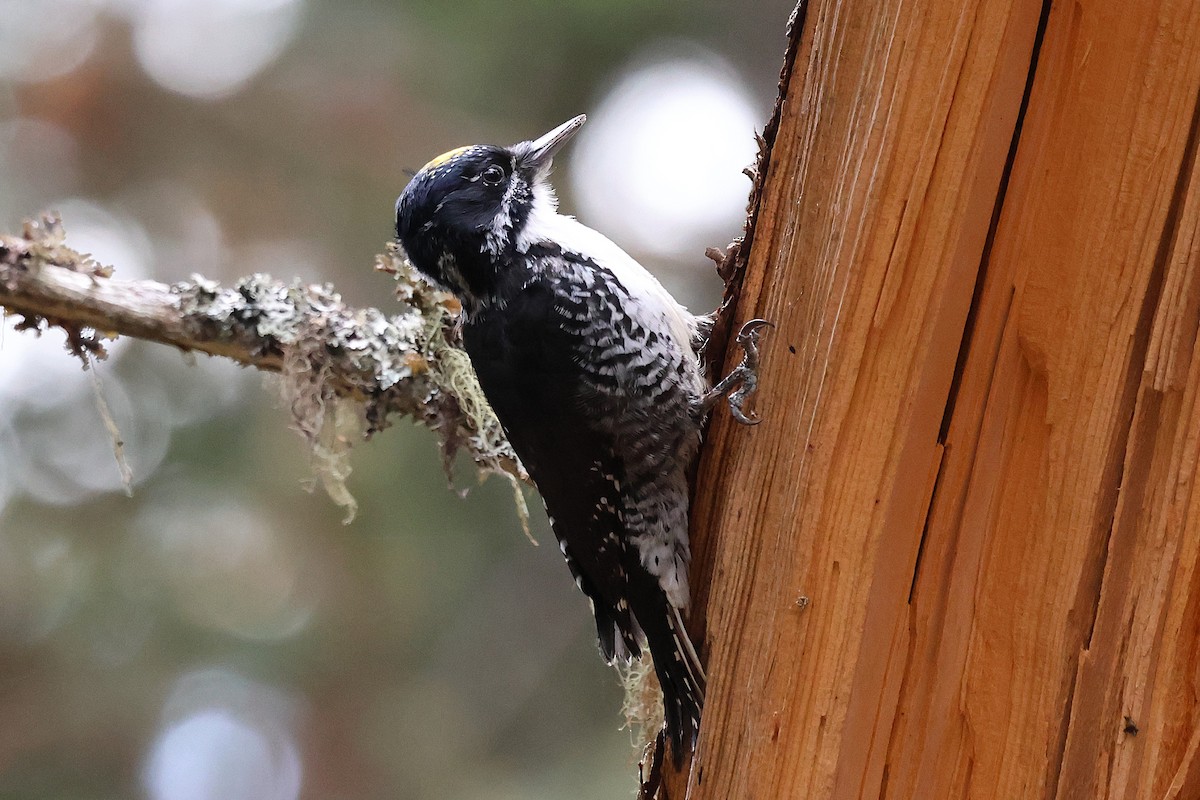 American Three-toed Woodpecker - ML643225086
