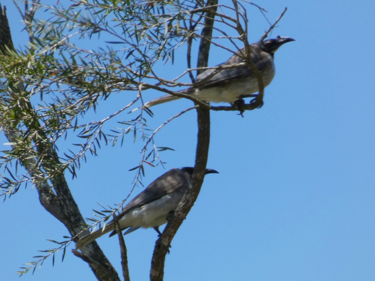 Noisy Friarbird - ML643225089