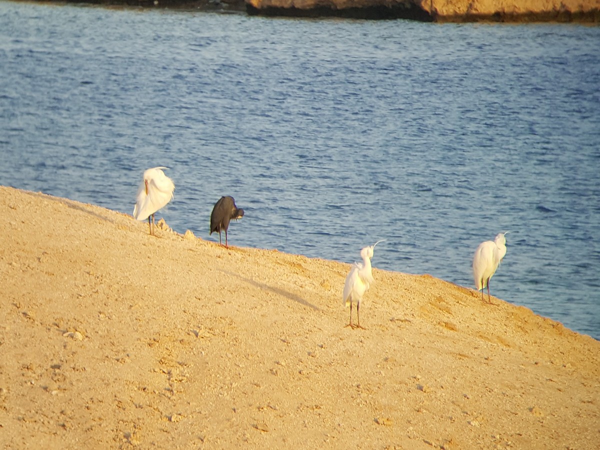 Aigrette à gorge blanche (schistacea) - ML643225090