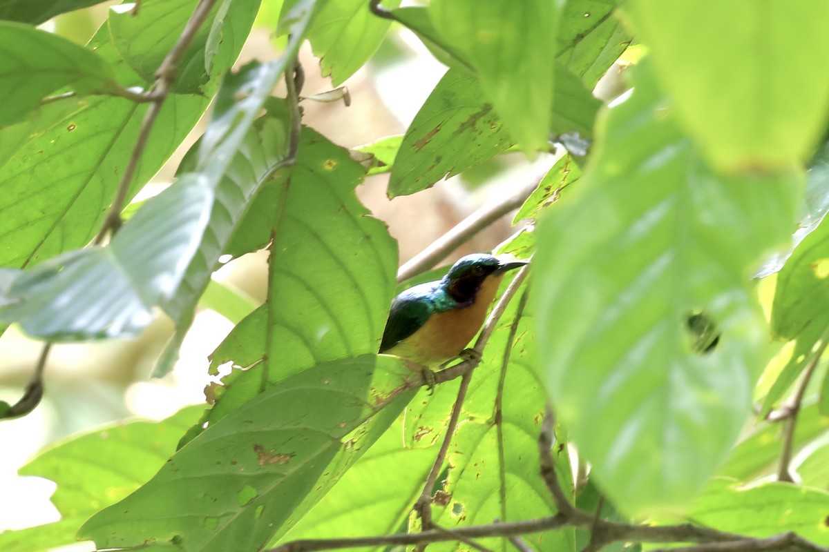 Ruby-cheeked Sunbird - ML643225095