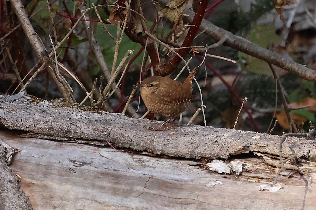 Winter Wren - ML643225096